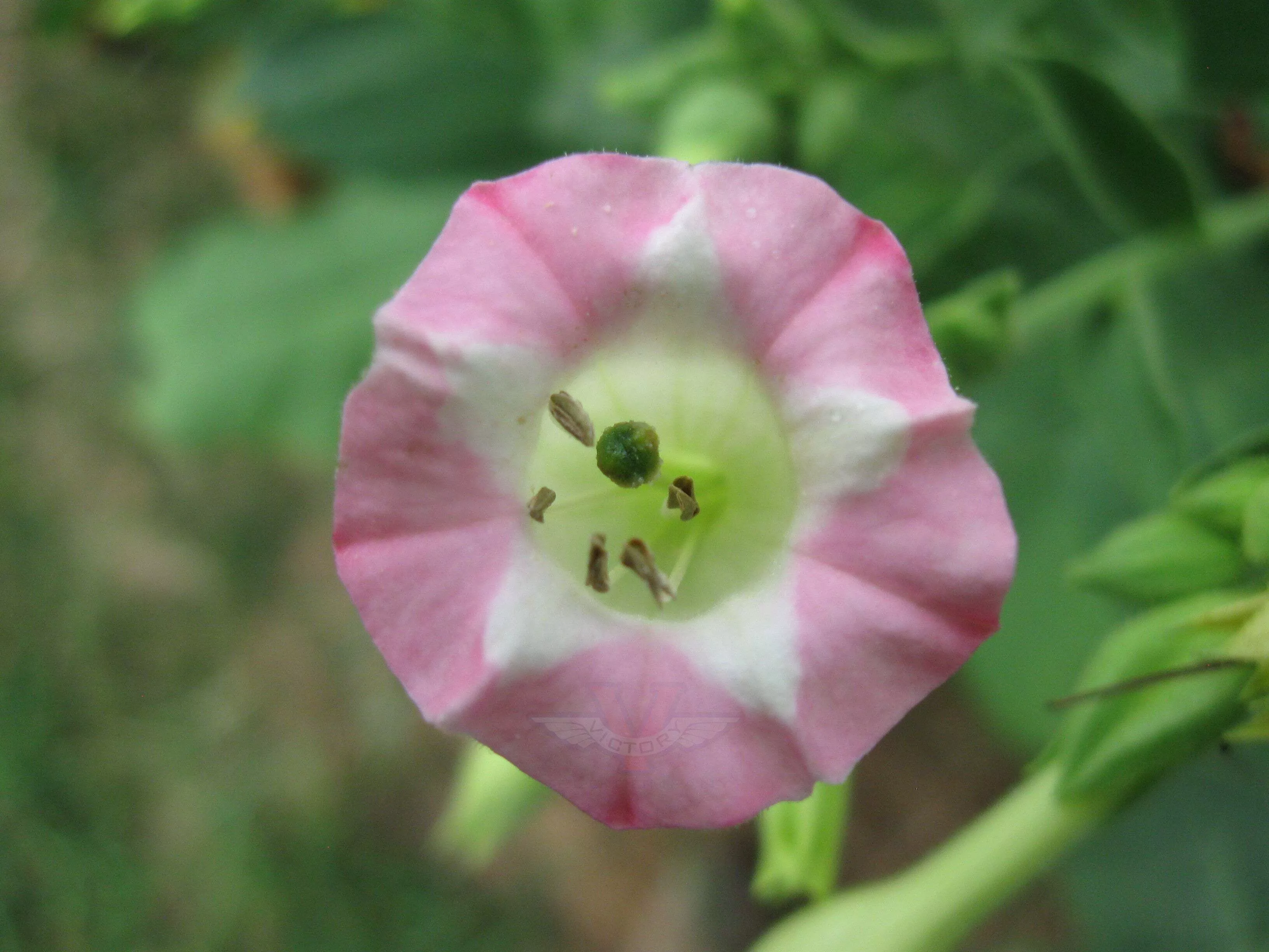 Bahia Tobacco