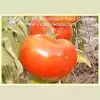 Wayahead Tomato