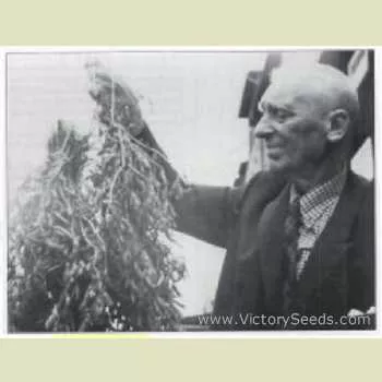 Fiskeby Soybean