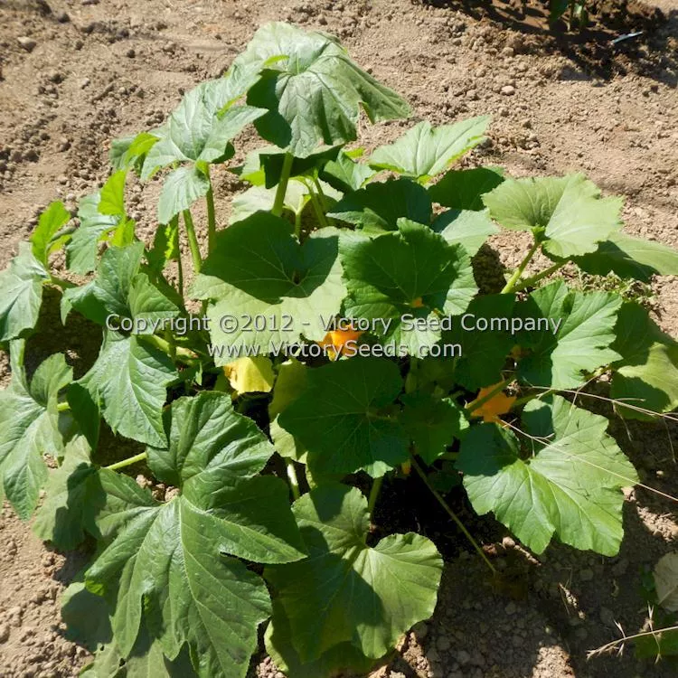 Early Golden Summer Crookneck Squash