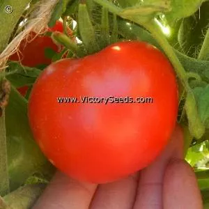 Duke of York Tomato