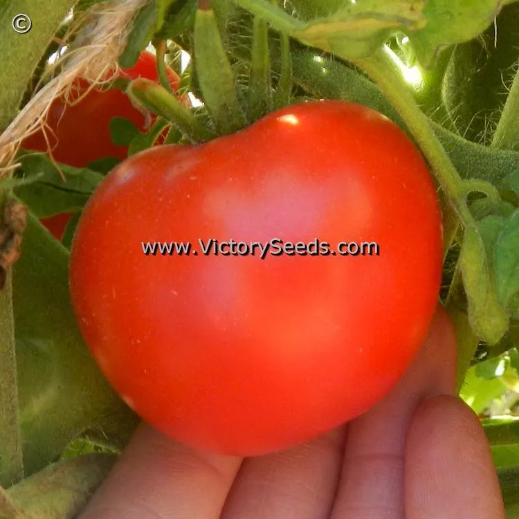 Duke of York Tomato