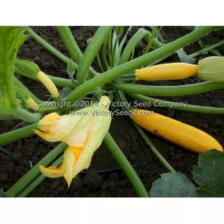 Ananashyi Zucchini Summer Squash