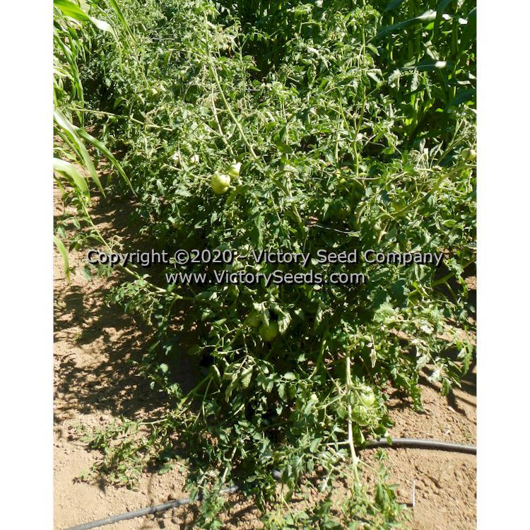 Blue's Bling Tomato