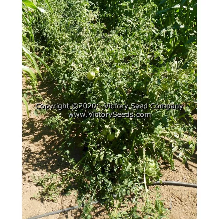 Blue's Bling Tomato