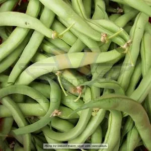 Landreth's Stringless Bush Green Garden Bean
