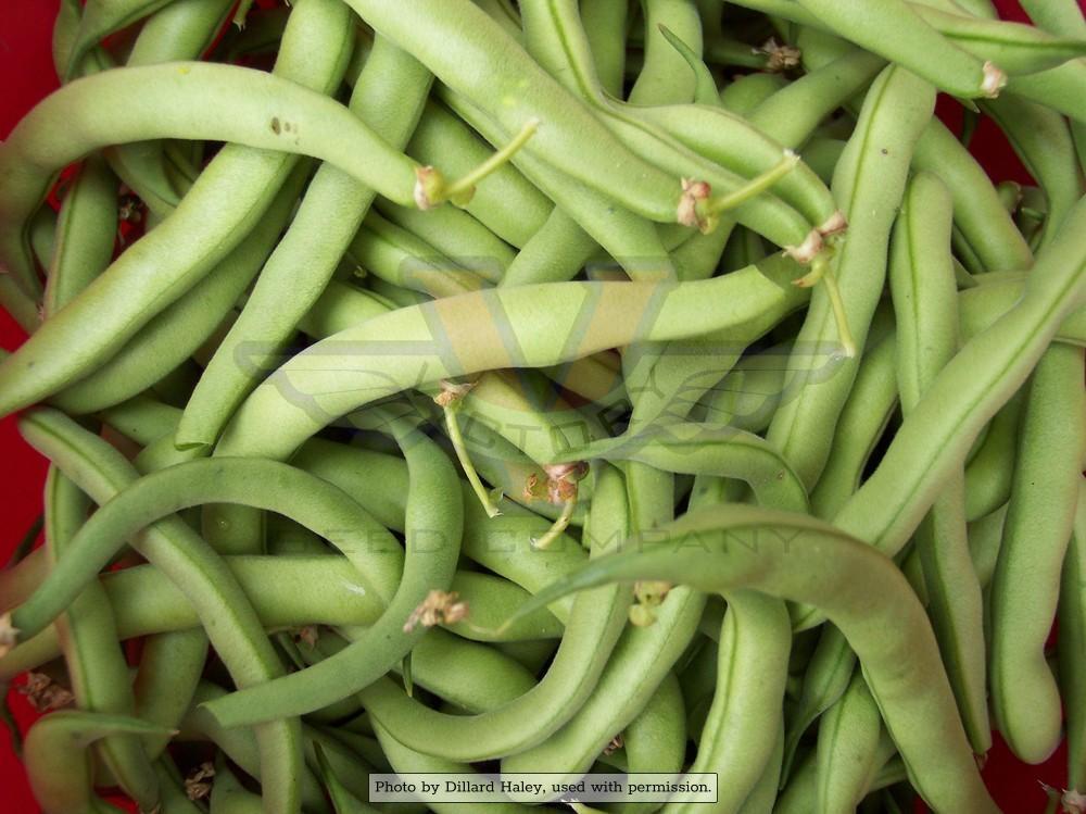 Landreth's Stringless Bush Green Garden Bean