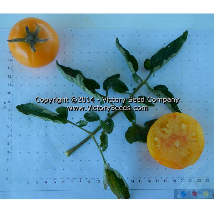 Golden Bison Tomato