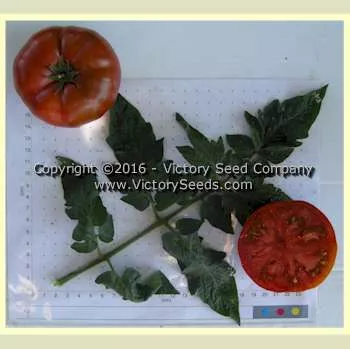 Tasmanian Chocolate Tomato
