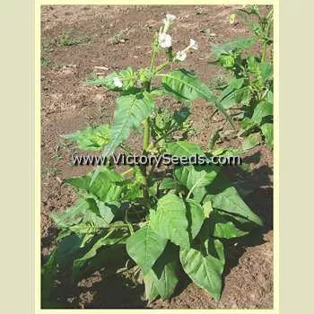 Clevelandii Tobacco