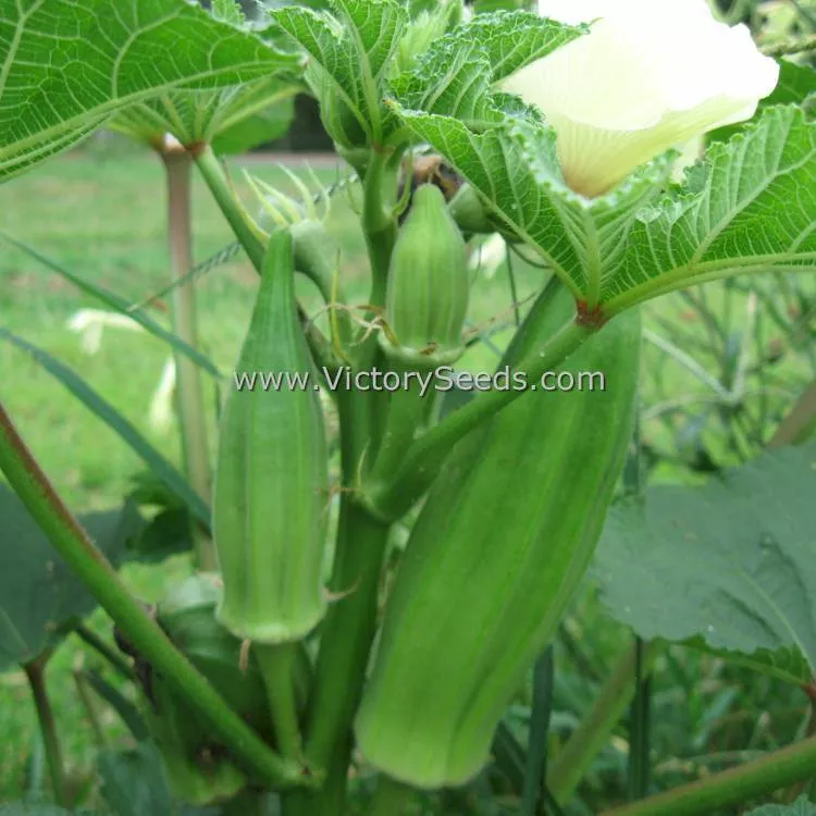 Chubby Okra