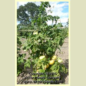 Dwarf Orange Cream Tomato