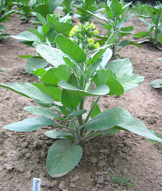 Punche Tobacco
