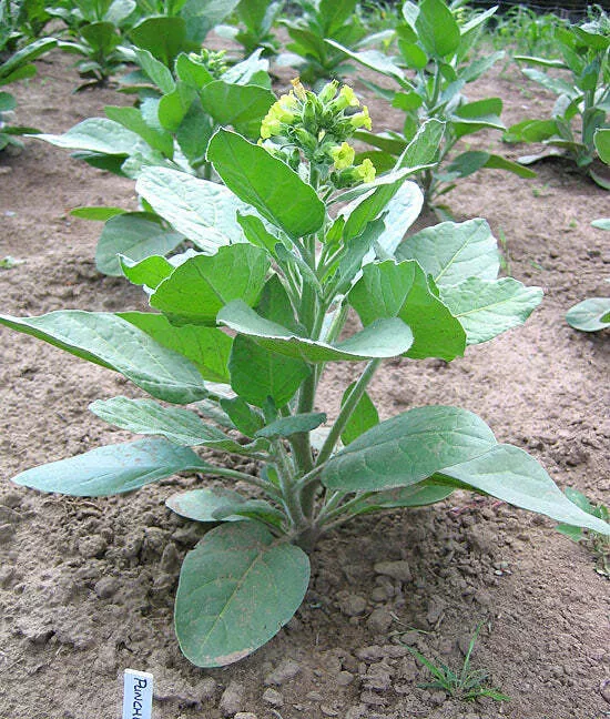 Punche Tobacco