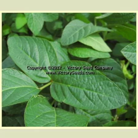 Aan tu bai hua lu da dou Soybean