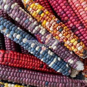 Painted Mountain Flour Corn