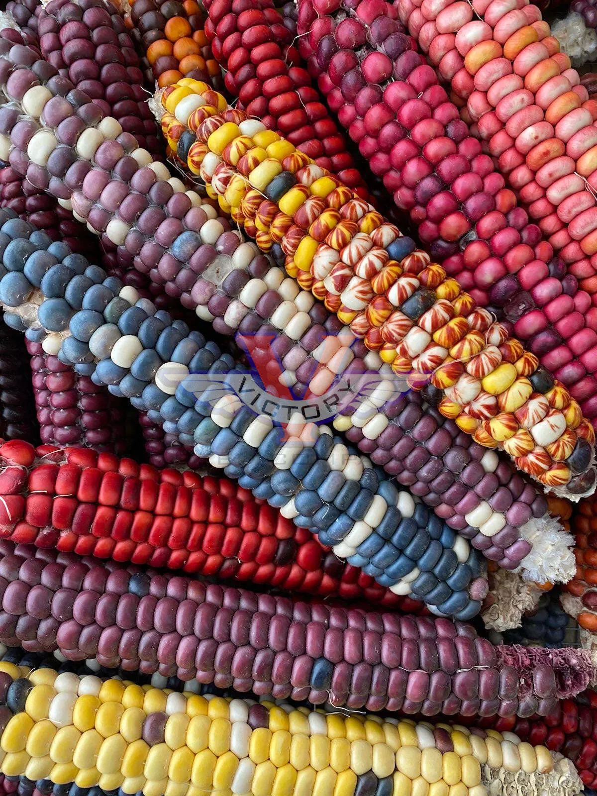 Painted Mountain Flour Corn