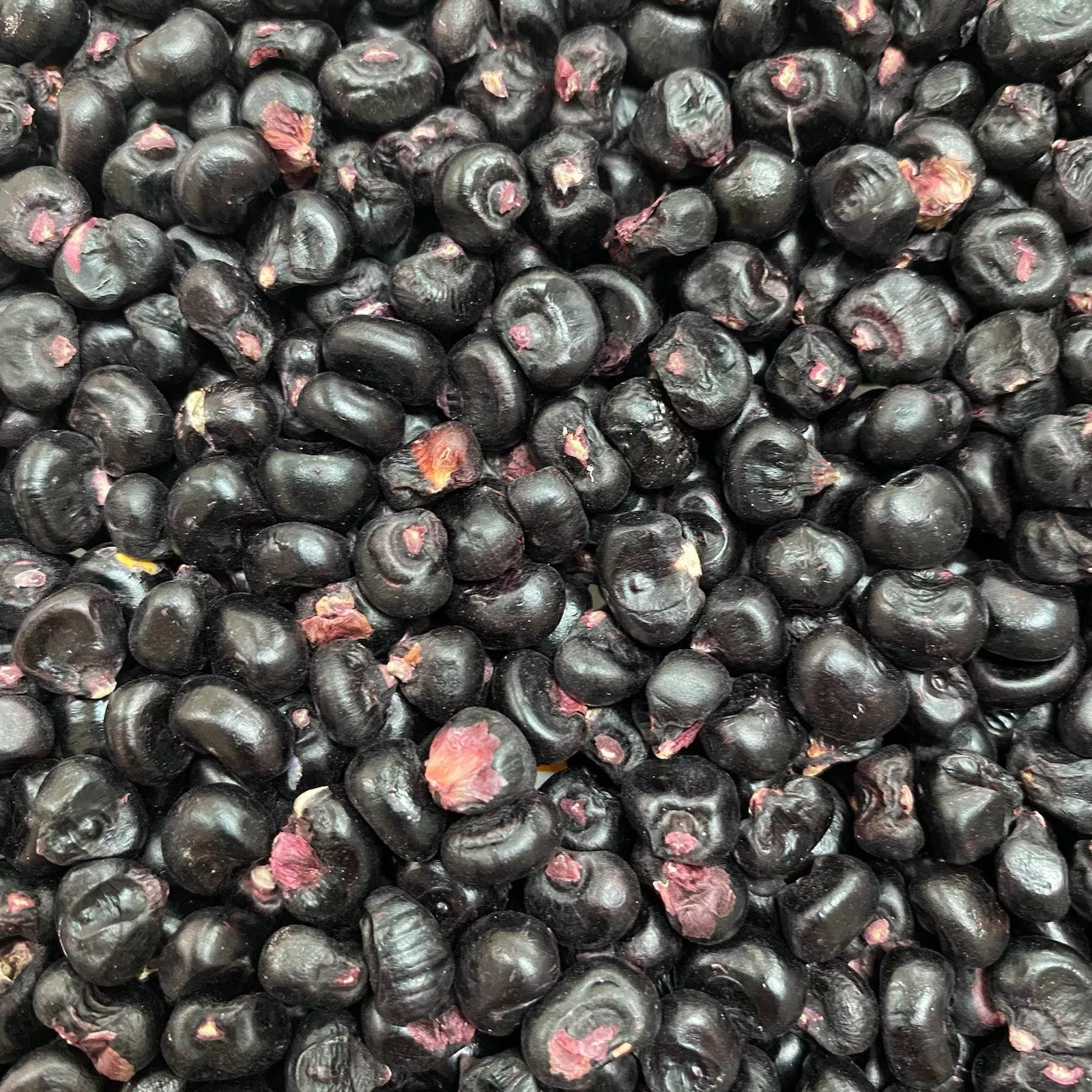 Montana Morado Maize