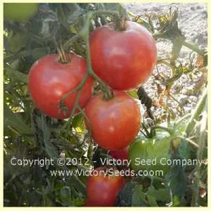 Traveler 76 Tomato