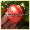 Dwarf Pink Passion Tomato
