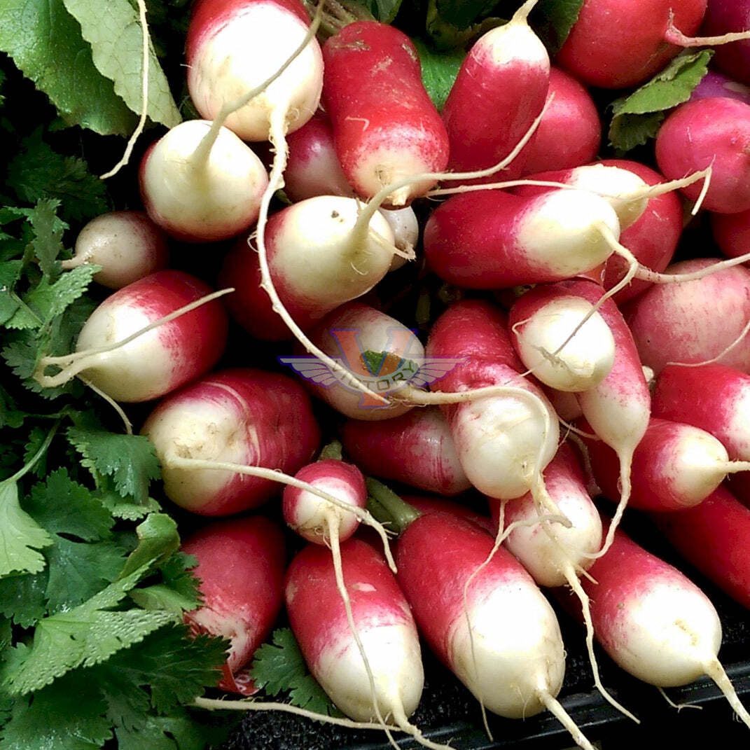 French Breakfast Radish