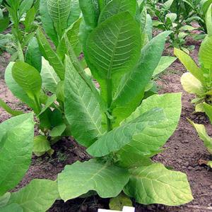 Sobolchskii Tobacco