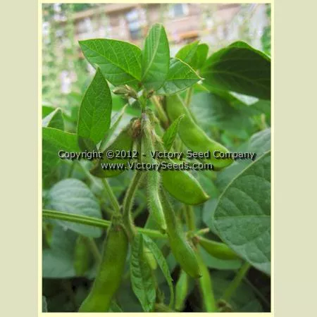 Kharkovskaya Zernokormovaya Soybean