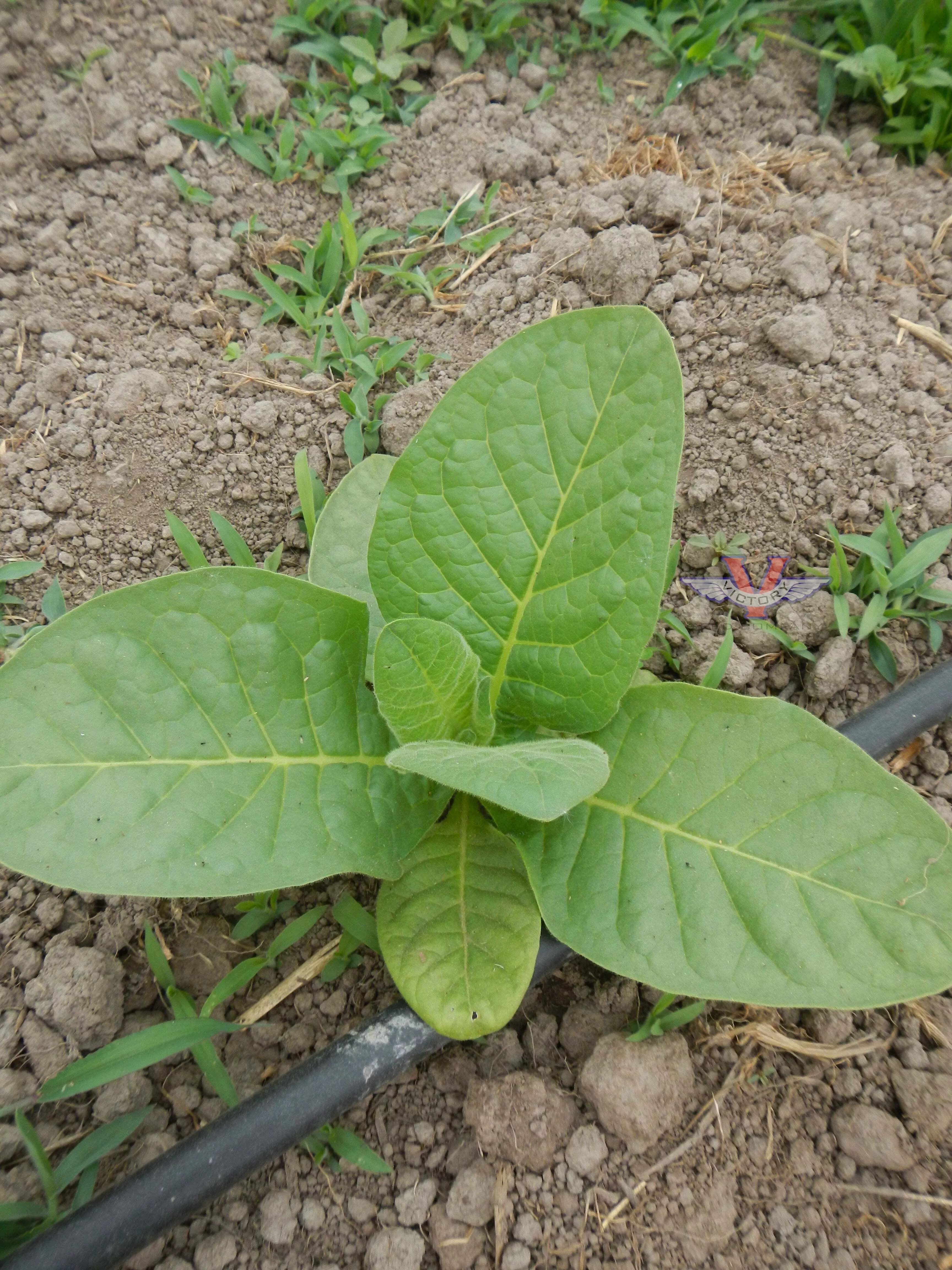 Pennsylvania Broadleaf Tobacco