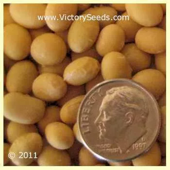 Maple Glen Soybean
