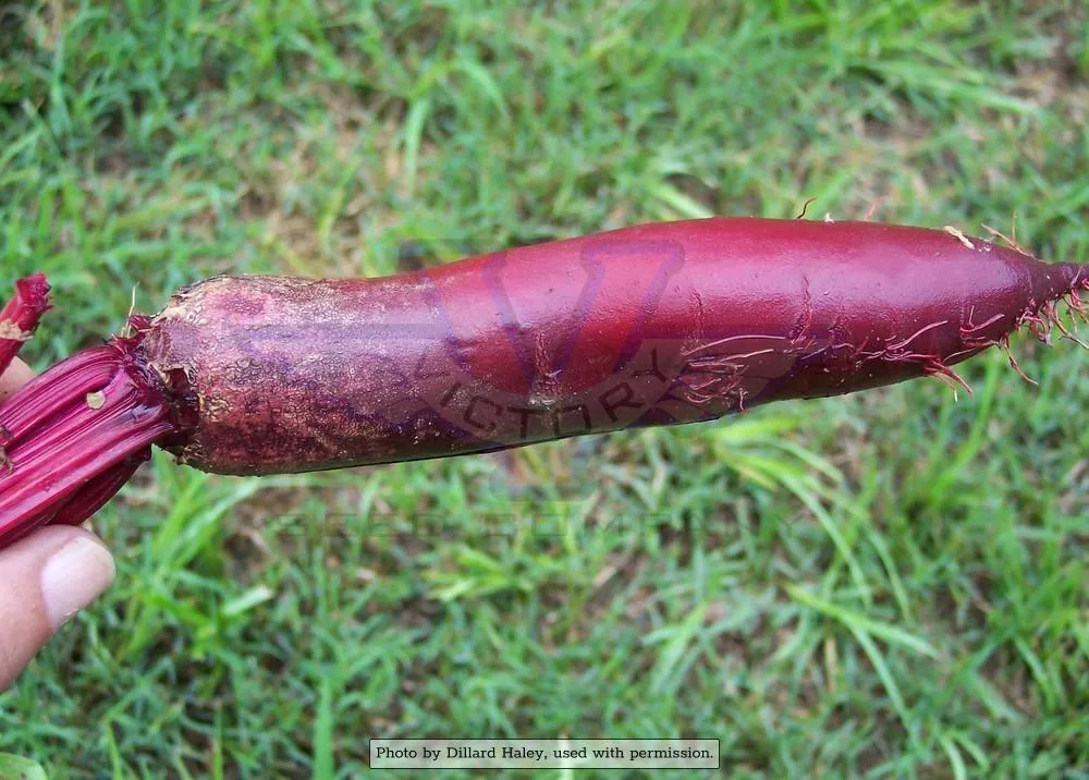Cylindra Beet