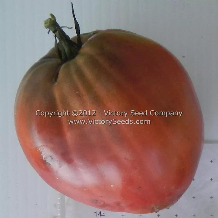 Cherokee Purple Heart Tomato