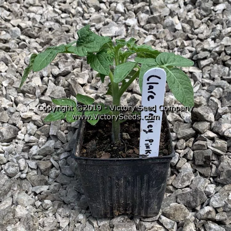 Clare Valley Pink Tomato