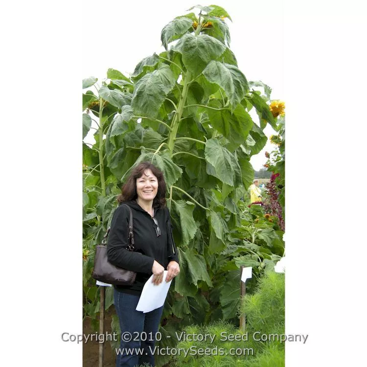 Sunflower, Giant Greystripe
