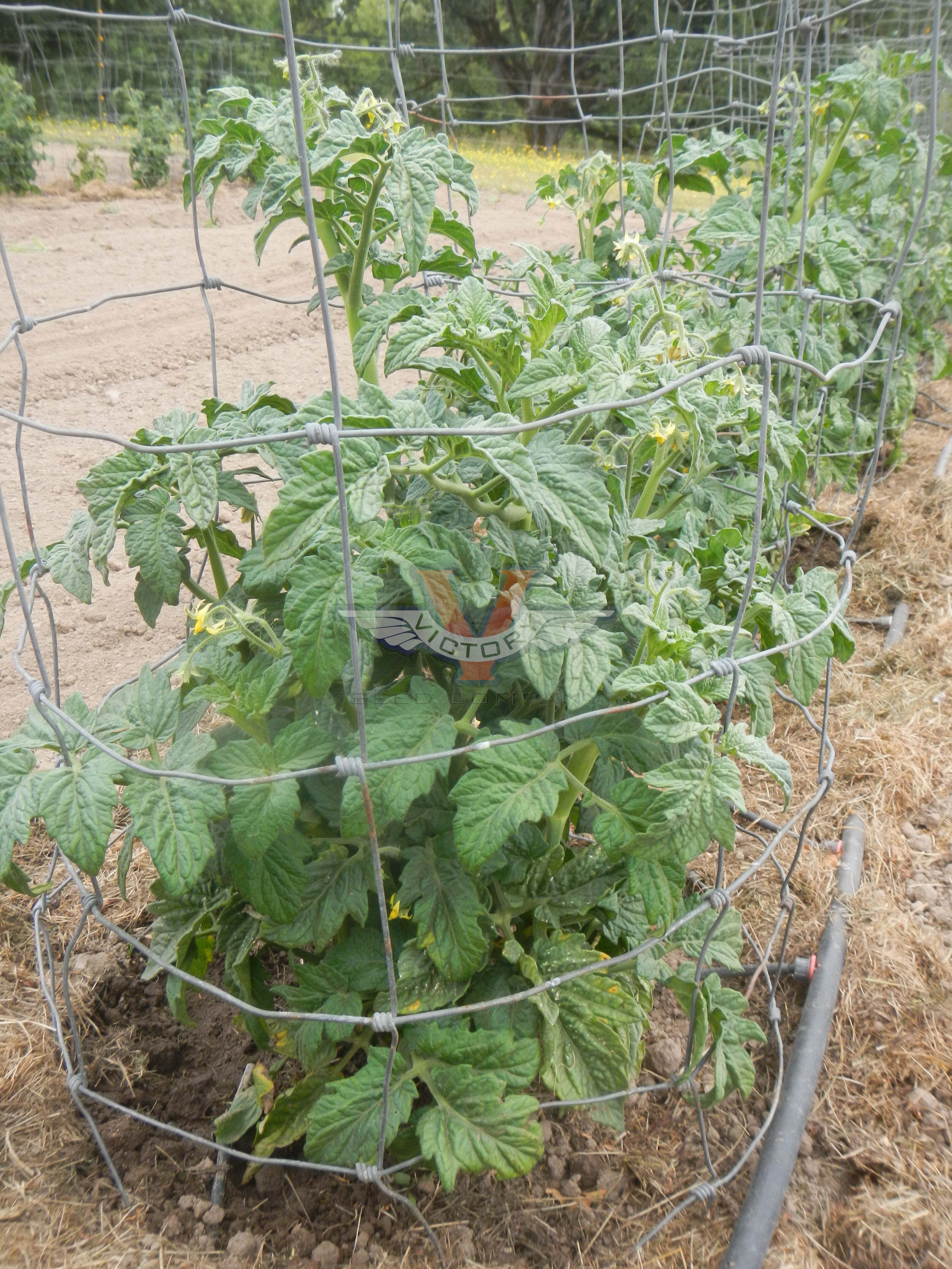 Dwarf Phyl's Ivory Beauty Tomato