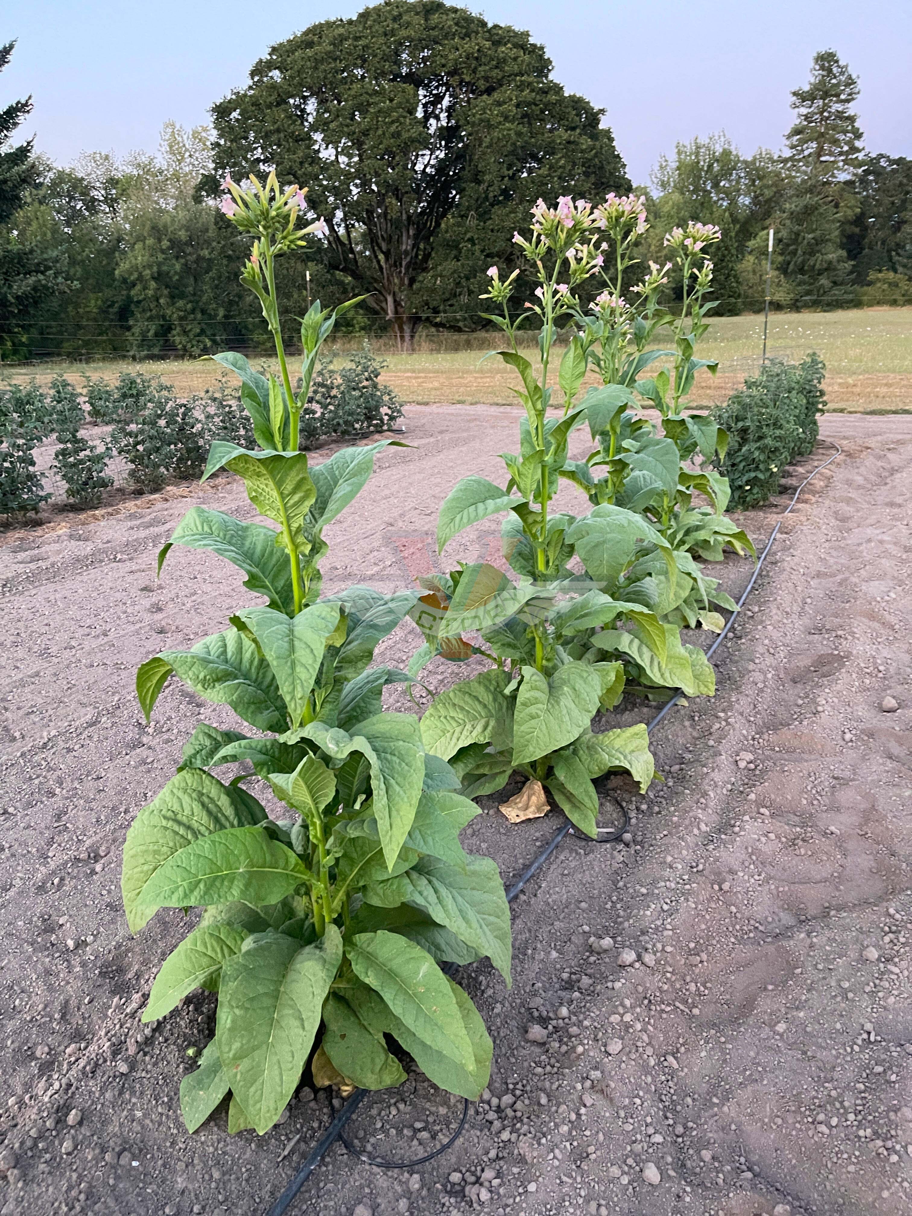 Silk Leaf Tobacco