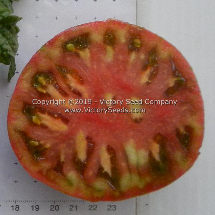 Dwarf Metallica Tomato