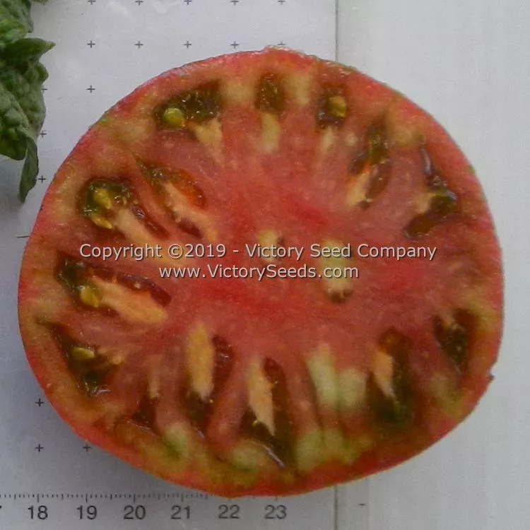 Dwarf Metallica Tomato