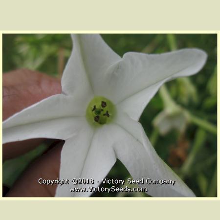 Affinis Tobacco