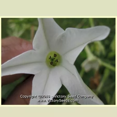 Affinis Tobacco
