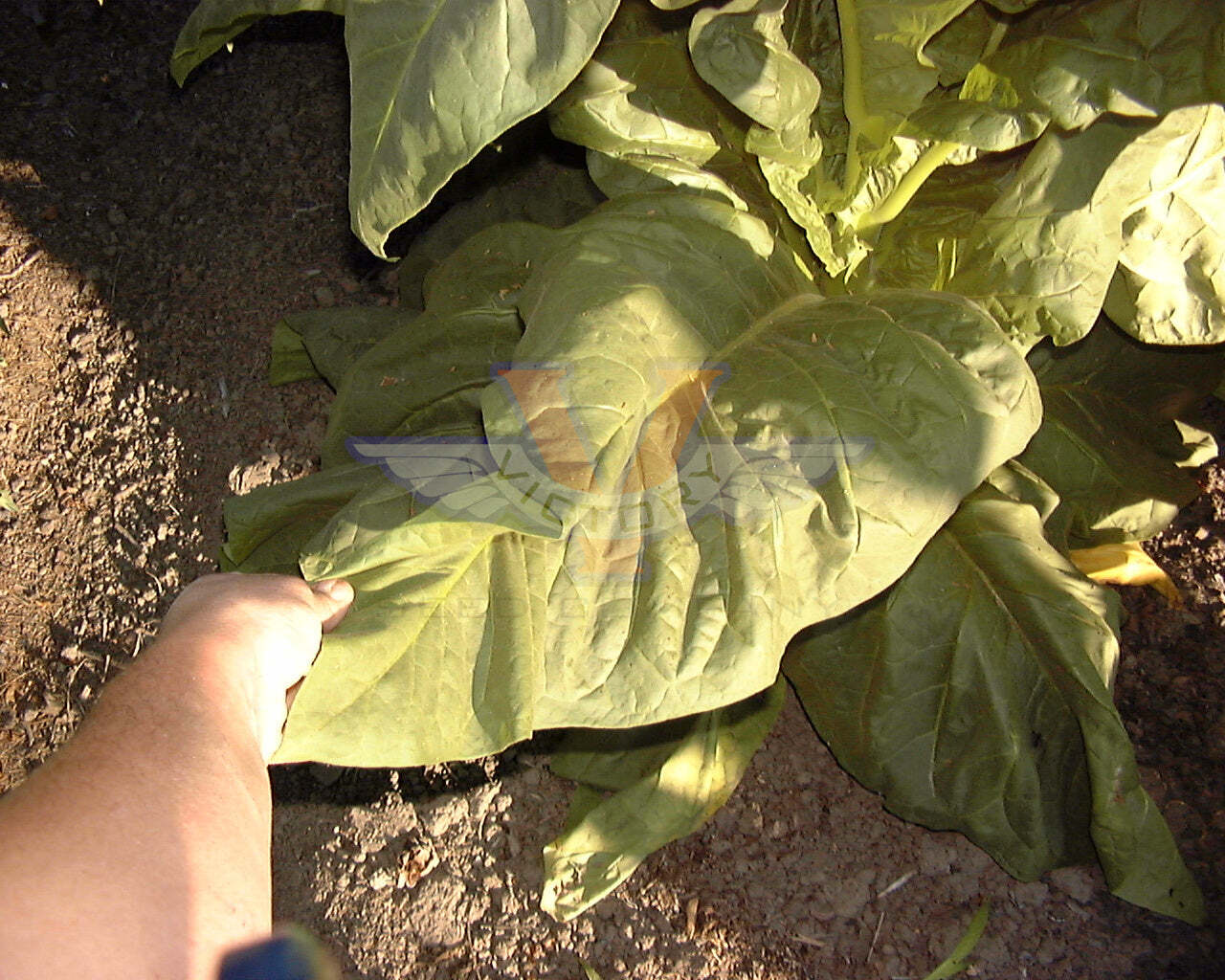 Pennsylvania Red Tobacco