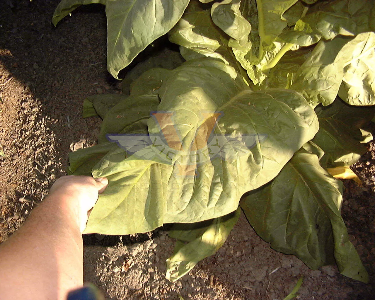 Pennsylvania Red Tobacco