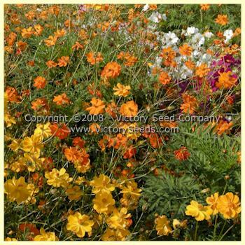Cosmos, Klondyke Mix