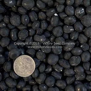 Black Pearl Soybean