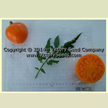 Zolotoy Zapas Tomato