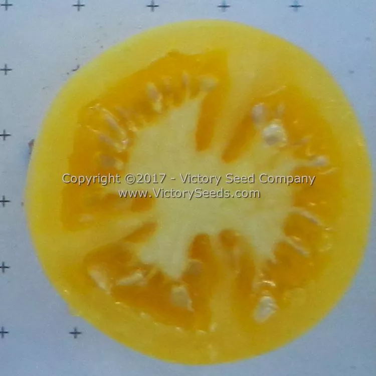 Wapsipinicon Peach Tomato