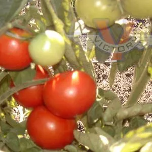 Extreme Bush Tomato