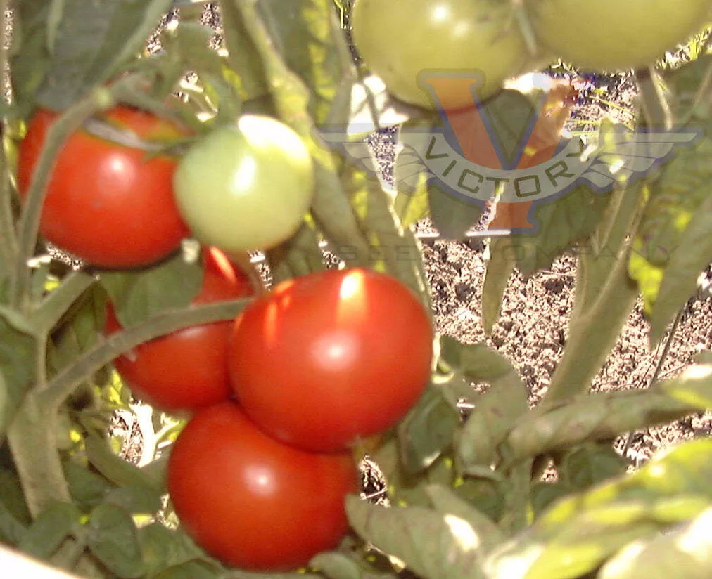 Extreme Bush Tomato