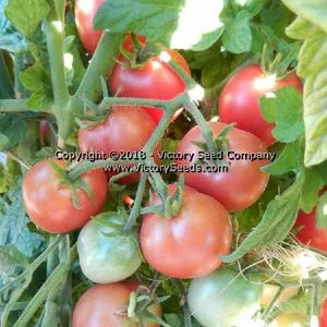 Dwarf Bendigo Drop Tomato