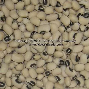 California Blackeye #46 Southern Pea