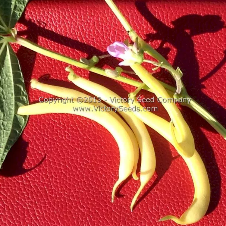 Pencil Pod Black Wax Garden Bean